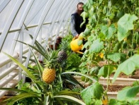 Как вырастить экзотические фрукты в теплице